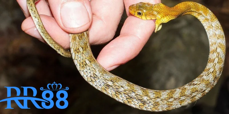 Giải mã giấc mơ bị rắn cắn cùng RR88