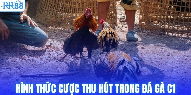 Hình thức cược thu hút trong đá gà C1