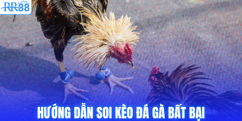 Hướng dẫn soi kèo đá gà bất bại