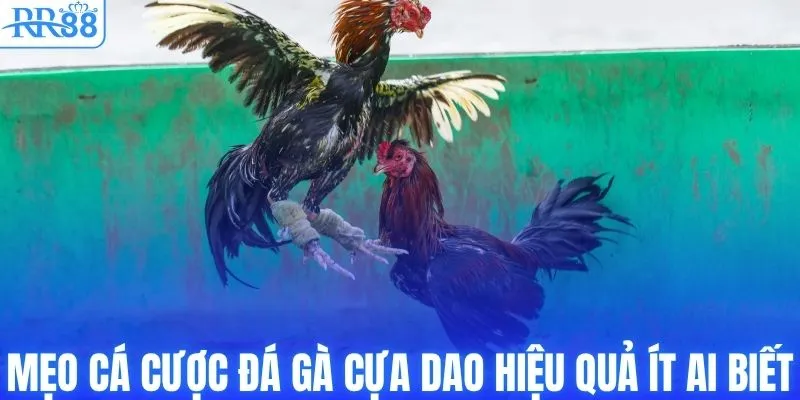 Mẹo cá cược đá gà cựa dao hiệu quả ít ai biết